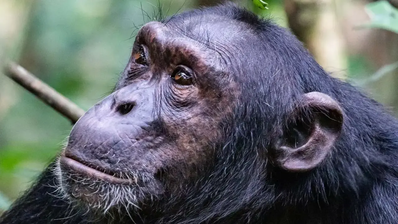 Şempanzeler Arasında İç Savaş Başladı! 3 Sempanze Ngogo.webp