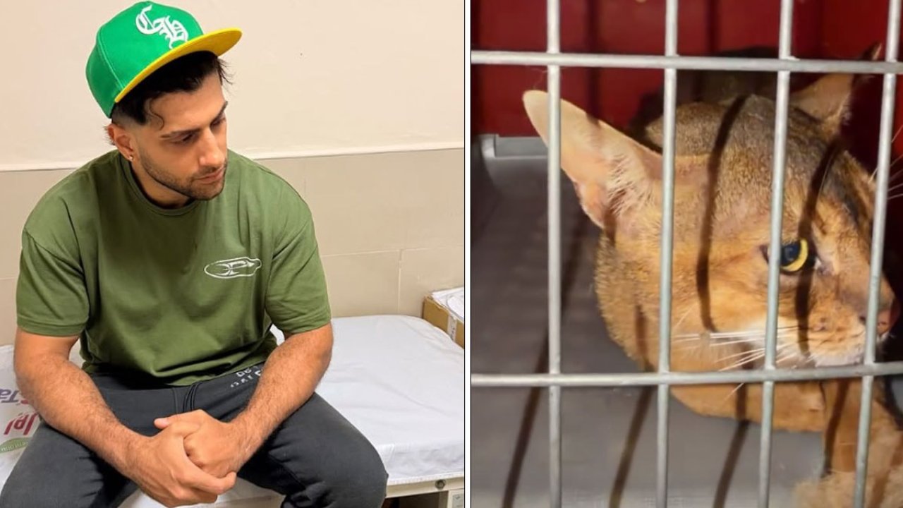 Kedi sevmek isterken hastanelik oldu! Reynmen yaşadığı talihsiz olayı anlattı 5 561786